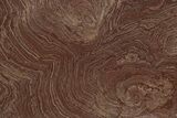 Polished Neoproterozoic Stromatolite (Conophyton) - Morocco #334948-1